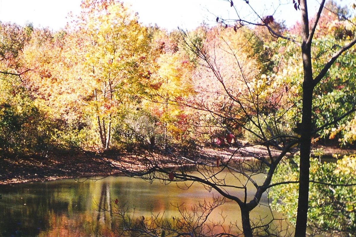 Pond in Fall