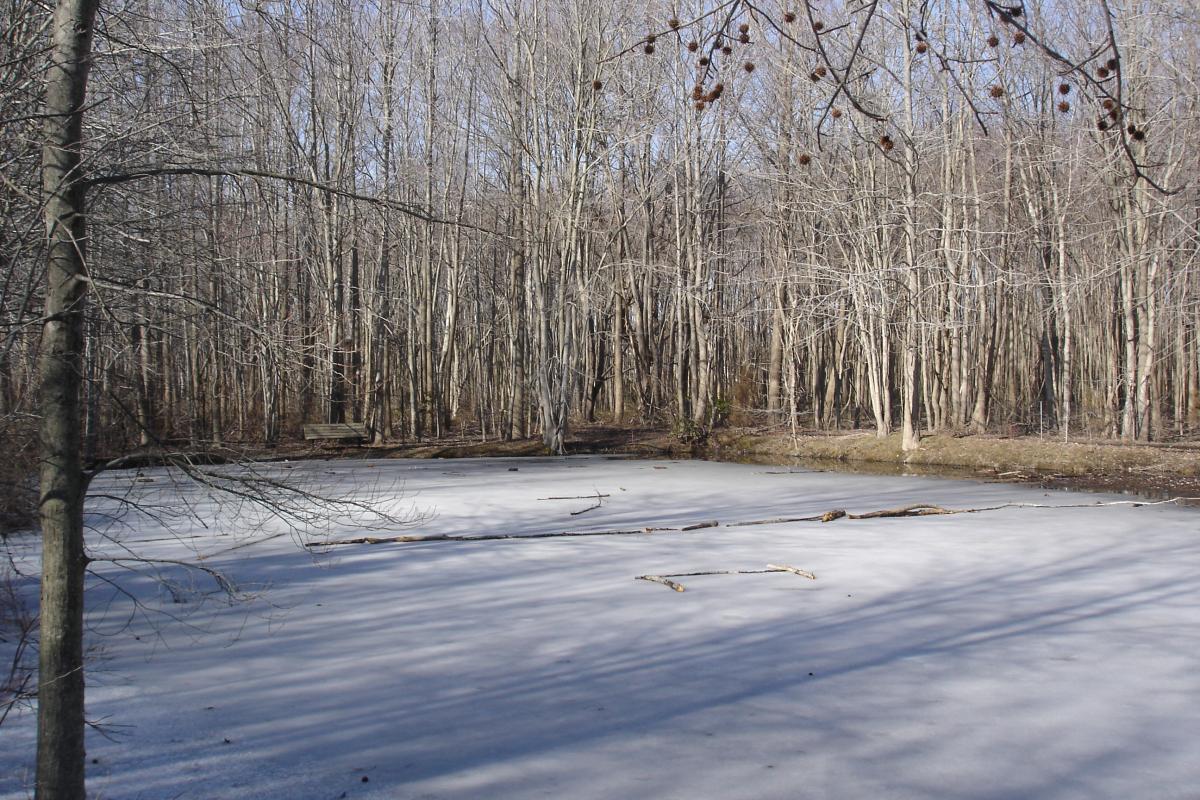Pond in Winter