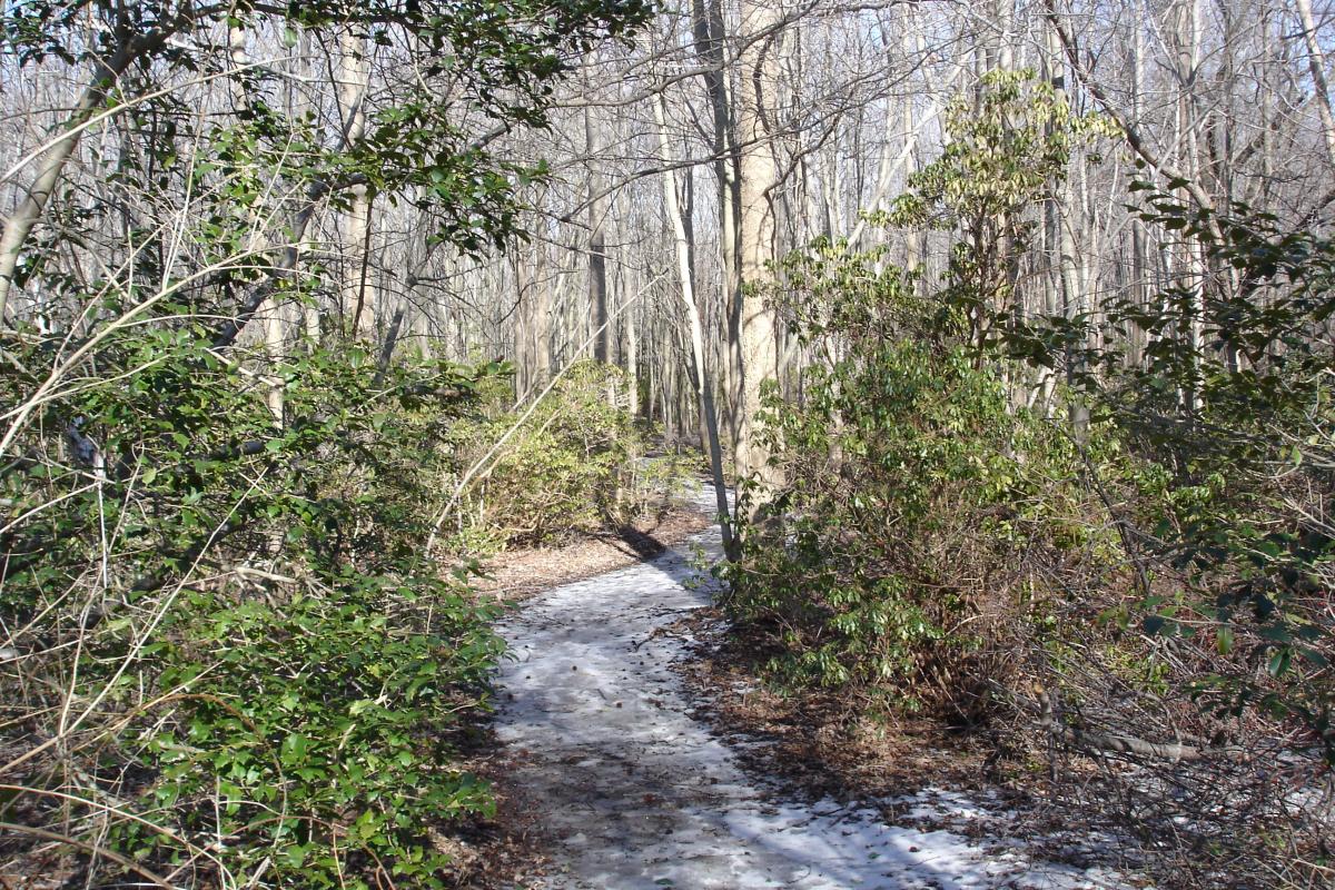 Winter Trail