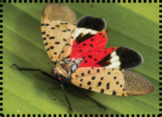 SPOTTED LANTERN FLY INFORMATION