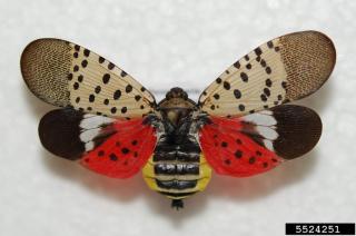 Spotted Lantern Fly Information