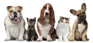 7 Reasons to License your Pet