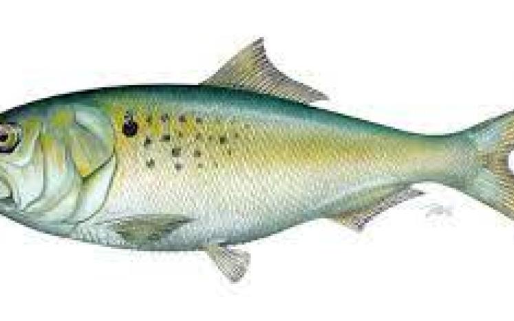 NJ DIVISION OF FISH & WILDLIFE UPDATE ON MENHADEN MORTALITIES