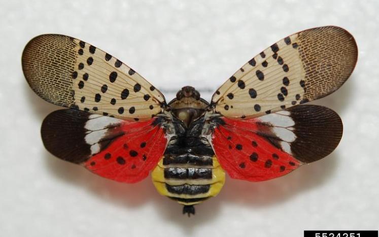 Spotted Lantern Fly Information